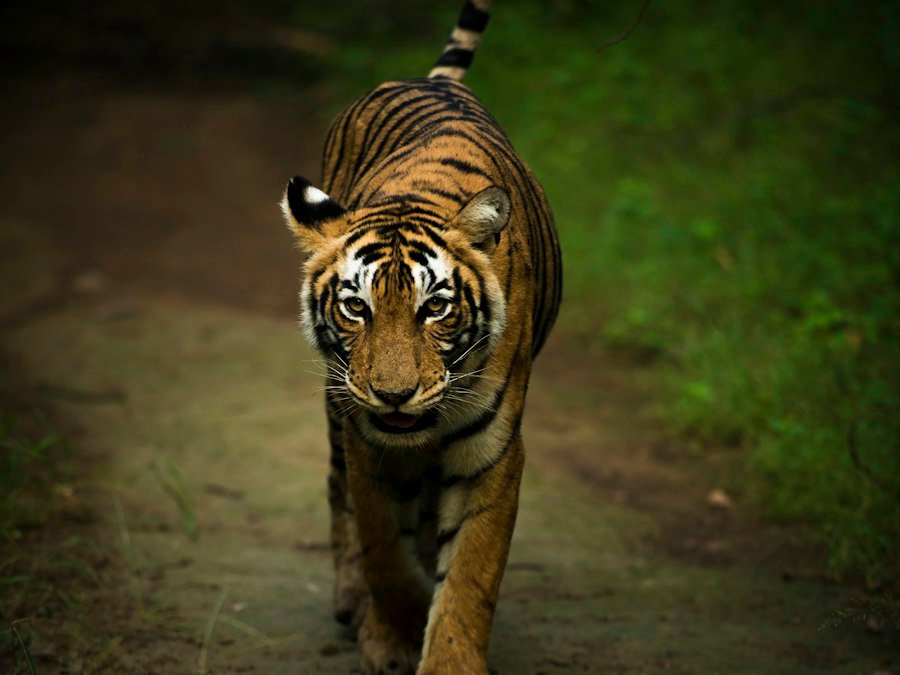 Golden Triangle with Ranthambore and Udaipur