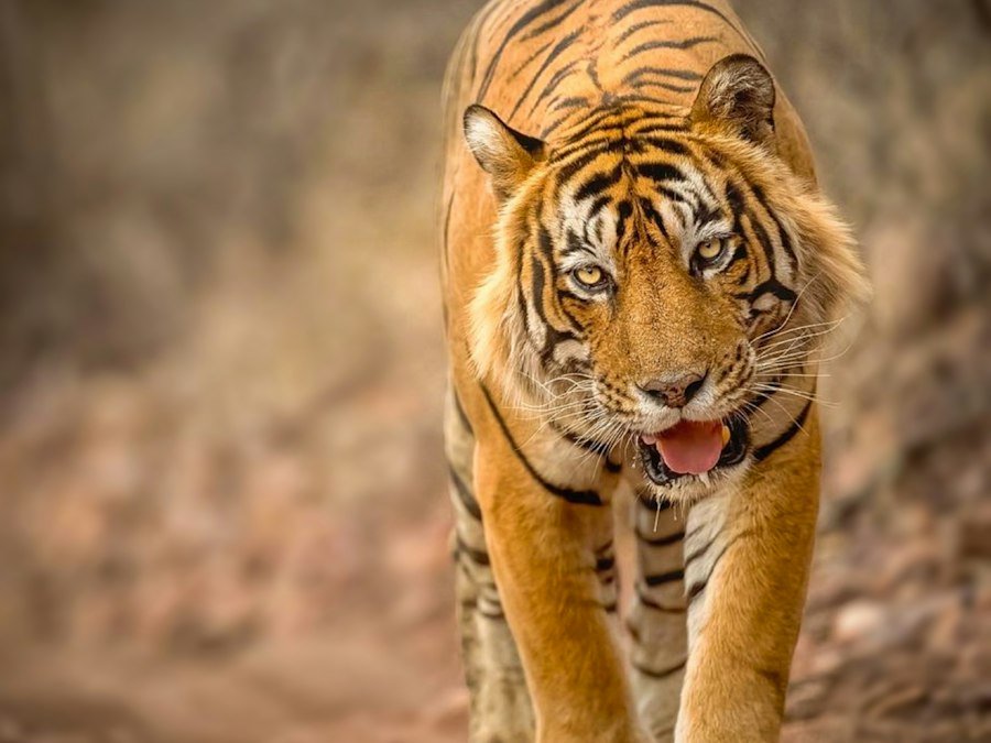 Tigers and Taj: Golden Triangle with Safari